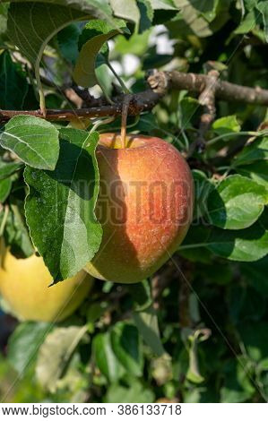 Large Sweet Braeburn Apples Ripening On Tree In Fruit Orchard
