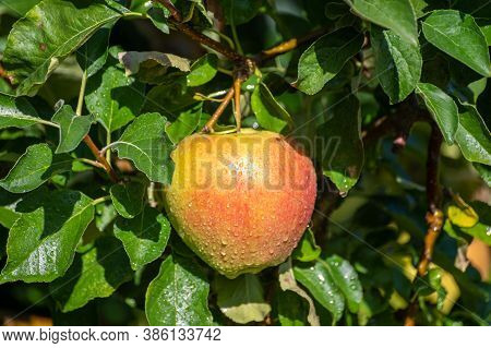 Large Sweet Braeburn Apples Ripening On Tree In Fruit Orchard