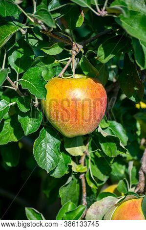 Large Sweet Braeburn Apples Ripening On Tree In Fruit Orchard