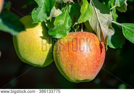 Large Sweet Braeburn Apples Ripening On Tree In Fruit Orchard