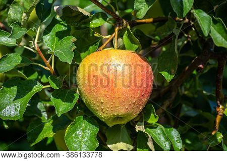 Large Sweet Braeburn Apples Ripening On Tree In Fruit Orchard