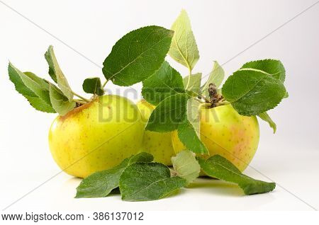 Pretty Pippin Apples Just Picked From The Tree