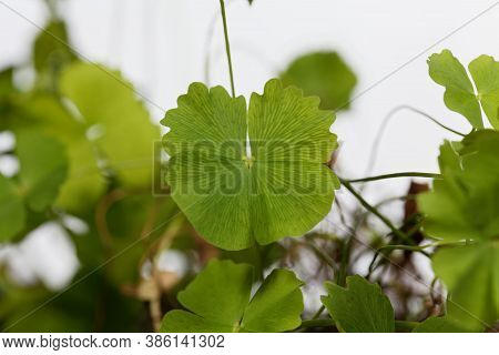 Leaf Of A Dwarf Waterclover, Marsilea Minuta, A Medical Plant From Asia