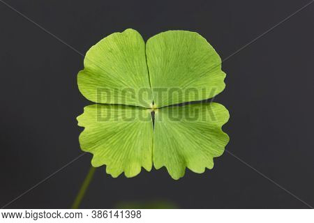 Leaf Of A Dwarf Waterclover, Marsilea Minuta, With A Black Background.