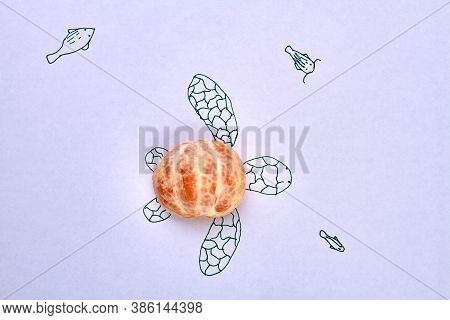 Peeled Mandaring Half As A Turtles Shell. Top View Drawn Picture Of Turtle And Real Ripe Mandarins P