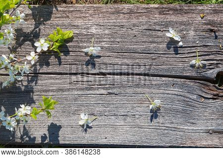Wooden Background With White Sakura Flowers. Top View