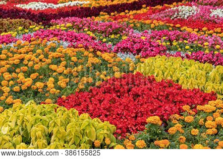 Geometric Flower Bed Decoration, Smoother Squares With Coleus, Marigold, Begonia. City Landscape Des