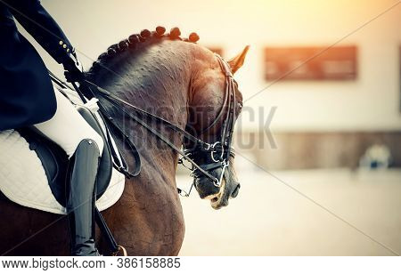 Equestrian Sport. Portrait Sports Stallion In The Double Bridle. The Leg Of The Rider In The Stirrup