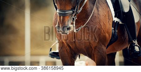 Nose Sports Brown Horse In The Double Bridle. Dressage Horse. Equestrian Sport.
