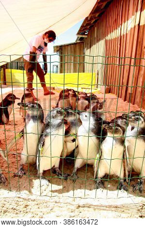 Porto Seguro, Bahia / Brazil - August 4, 2008: Magalhaes Penguins Are Seen At A Treatment Center For