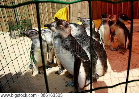 Porto Seguro, Bahia / Brazil - August 4, 2008: Magalhaes Penguins Are Seen At A Treatment Center For