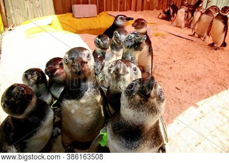 Porto Seguro, Bahia / Brazil - August 4, 2008: Magalhaes Penguins Are Seen At A Treatment Center For