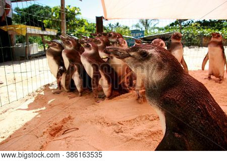 Porto Seguro, Bahia / Brazil - August 4, 2008: Magalhaes Penguins Are Seen At A Treatment Center For