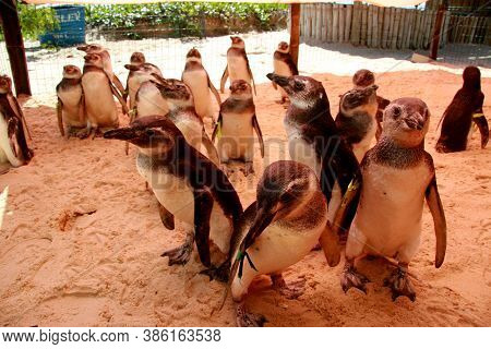 Porto Seguro, Bahia / Brazil - August 4, 2008: Magalhaes Penguins Are Seen At A Treatment Center For