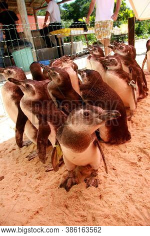 Porto Seguro, Bahia / Brazil - August 4, 2008: Magalhaes Penguins Are Seen At A Treatment Center For