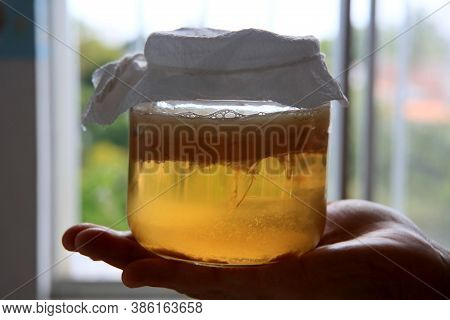 Salvador, Bahia / Brazil - September 20, 2020: Pot Of Scoby Kombucha Fermentation In Phase 1, Is See