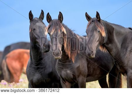 Three wild black horses standing close up in the field. Group of wild young colts standing outdoors in the meadow in autumn.