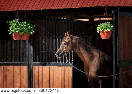 The bay horse stands at the exit of the stall outdoors. Welsh pony head in bridle looks out from the stable in summertime.