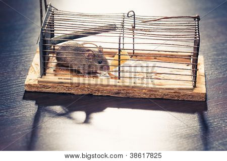 ratones atrapados en la trampa de la jaula (liberada luego)