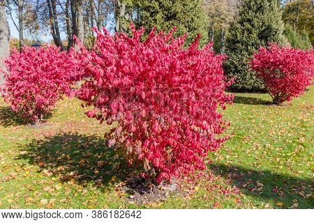 Bushes Of The Euonymus Alatus, Also Known As Burning Bush With Attractive Bright Red Autumn Leaves G