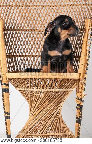 A Portrait Of A Cute Jack Russel Terrier Dog Sitting On A Rattan Chair, Isolated On A White Backgrou