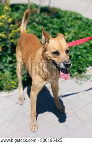 Adorable Happy Brown Dog Portrait In Sunny Street, Homeless Doggy On A Walk