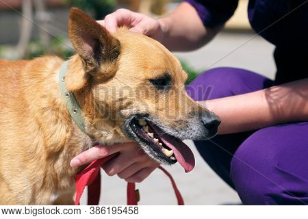 Volunteer Caressing Stray Positive Dog In Shelter, Adoption Concept