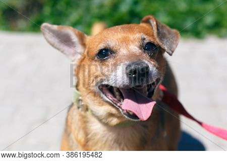 Adorable Happy Brown Dog Portrait In Sunny Street, Homeless Doggy On A Walk