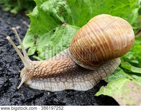 Small Garden Snail In Shell Crawling On Wet Road, Slug Hurry Home. Snail Slug Consist Of Edible Tast