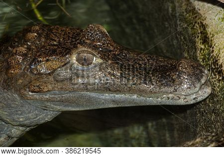 Spectacled Caiman Caiman Crocodilus Portrait Head Of Adult