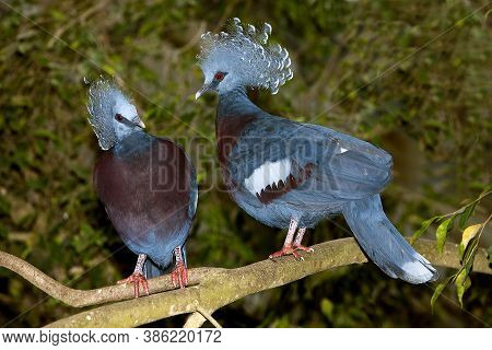 Goura Victoria Goura Victoria, Adults On Branch