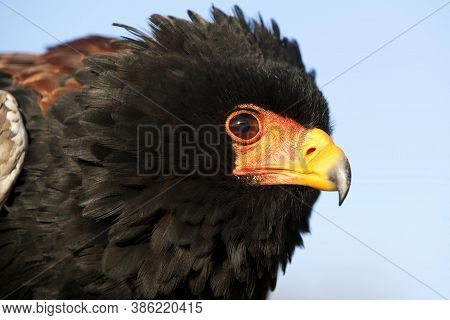 Bateleur Eagle Terathopius Ecaudatus Portrait On Blue Sky