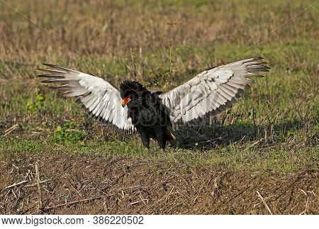Bateleur Eagle Terathopius Ecaudatus, Adult Taking Off