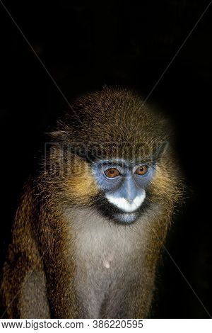 Head Close-up Of Moustached Monkey Or Mustached Monkey Cercopithecus Cephus