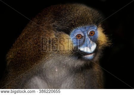 Head Close-up Of Moustached Monkey Or Mustached Monkey Cercopithecus Cephus