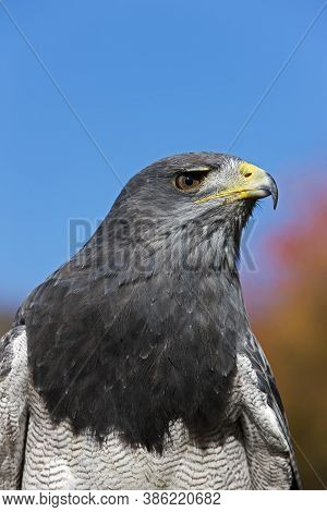 Head Close-up Of Black-chested Buzzard-eagle Geranoaetus Melanoleucus Against Blue Sky