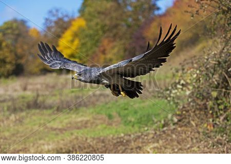 Black-chested Buzzard-eagle Geranoaetus Melanoleucus, In Flight Flying