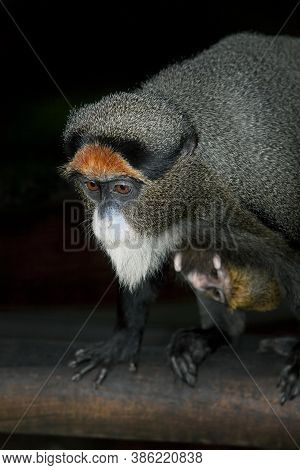 De Brazza's Monkey Cercopithecus Neglectus, Male With Young