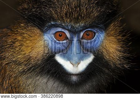 Head Close-up Of Moustached Monkey Or Mustached Monkey Cercopithecus Cephus