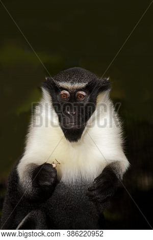 Diana Monkey Cercopithecus Diana On  Black Background