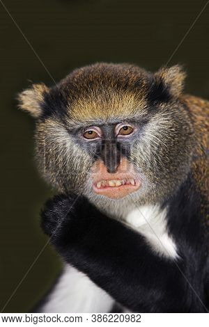Head Close-up Of Campbell's Monkey Cercopithecus Campbelli Showing Teeth