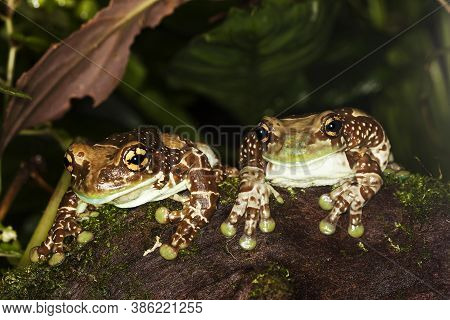 Amazon Milk Frog, Phrynohyas Resinifictrix, Adults Standing On Stone