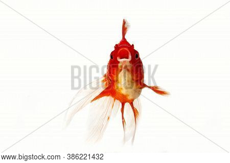 Ryukin Goldfish, Carassius Auratus, Adult Against White Background
