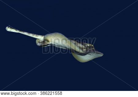 Stingray, Urolophus Jamaicensis, Adult Swimming In Ocean