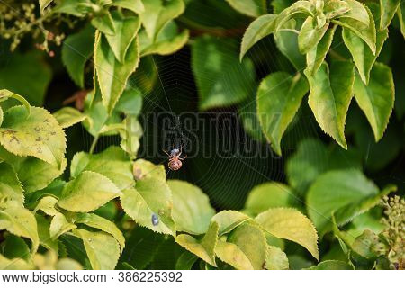 Spider In A Web Ready To Catch Insects With Detail Of Cobweb In Morning Light
