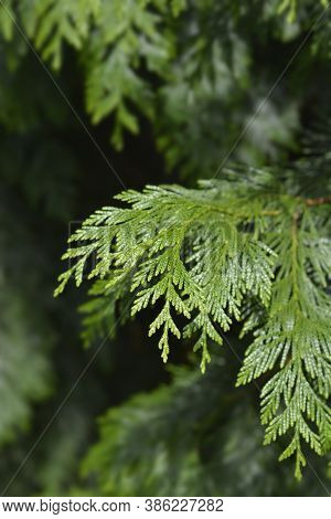 Western Red Cedar Branch - Latin Name - Thuja Plicata