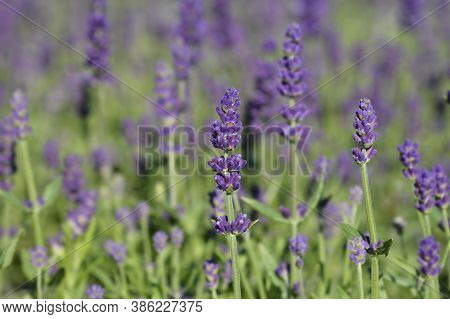 English Lavender Ellagance Purple - Latin Name - Lavandula Angustifolia Ellagance Purple