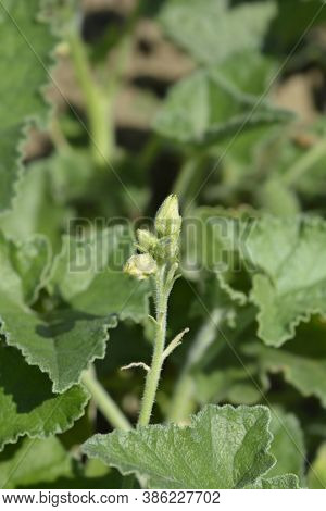 Squirting Cucumber - Latin Name - Ecballium Elaterium