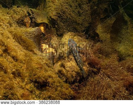 A Closeup Picture Of A Black Goby, Gobius Niger In A Beautiful Marine Environment. Picture From Ores