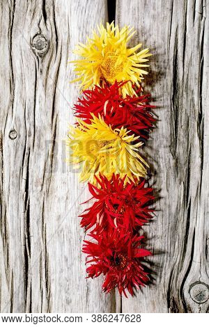 Red And Yellow Gerbera Spider Flowers In Row Composition Creative Layout Over Old Wooden Background.